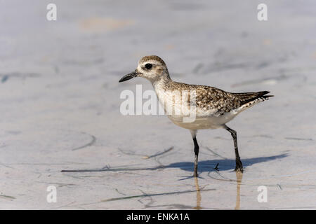 Semipalmated sandpiper,calidris pusilla Foto Stock