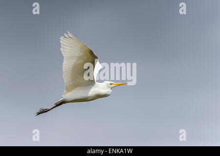 Bubulcus ibis, airone guardabuoi, cena ISLAND, FLORIDA Foto Stock