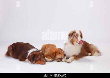 Australian Shepherds, rosso-tri e red-merle, e Harzer Fuchs, cucciolo, 3 mesi|Australian Shepherds, Rueden, rosso-tri und red-mer Foto Stock