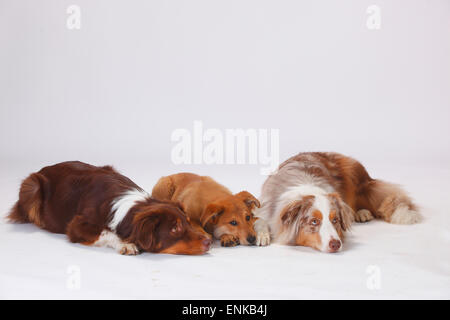 Australian pastori e Harzer Fuchs, cucciolo, 3 mesi|Australian Shepherds, Rueden, und Harzer Fuchs, Welpe, 3 Monate Foto Stock