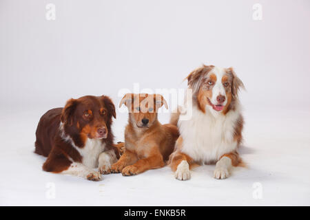 Australian Shepherds, rosso-tri e red-merle, e Harzer Fuchs, cucciolo, 3 mesi|Australian Shepherds, Rueden, rosso-tri und red-mer Foto Stock