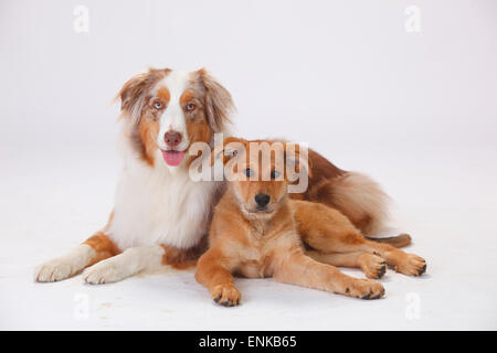 Pastore australiano, rosso-merle, e Harzer Fuchs, cucciolo, 3 mesi|pastore australiano, Ruede, rosso-merle, und Harzer Fuchs, Welpe Foto Stock