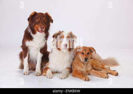 Australian Shepherds, rosso-tri e red-merle, e Harzer Fuchs, cucciolo, 3 mesi|Australian Shepherds, Rueden, rosso-tri und red-mer Foto Stock