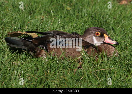 Maschio di North American Wood o anatra anatra Carolina (Aix sponsa) in eclipse piumaggio Foto Stock