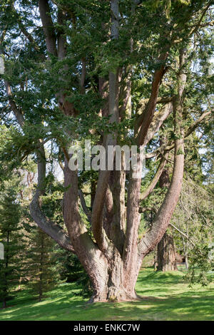 Multi derivava Douglas Fir Tree a Dawyck Botanic Gardens, Stobo, Scottish Borders, Scozia Foto Stock