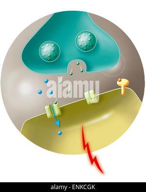 Synapse & adenosina Foto Stock