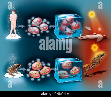 La modalità di ibernazione, disegno Foto Stock
