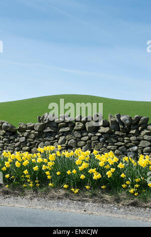 Giunchiglie in primavera su di un lato della strada di fronte ad una pietra a secco nel muro della Scottish Borders. Scozia Foto Stock