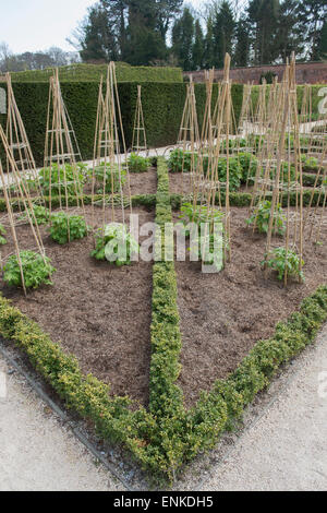 Canna di bambù supporti per piante delphinium ad Alnwick giardini, Northumberland, Inghilterra Foto Stock