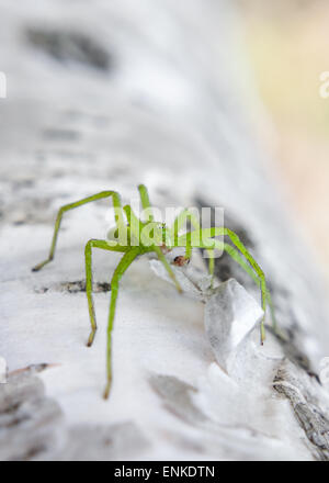 Green huntsman spider (Micrommata virescens) Foto Stock