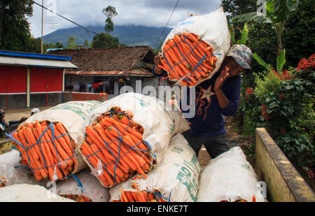 Agricoltore sollevato il sacco di carote al carrello in Sukahurip, Garut. Verdure saranno venduti al mercato e a soddisfare le esigenze quotidiane dei residenti in quella zona che lavorano prevalentemente come agricoltori usano la terra per crescere raccolti come per esempio le patate e cavolo e carote. (Foto di Garry Andrew Lotulung / Pacific Stampa) Foto Stock