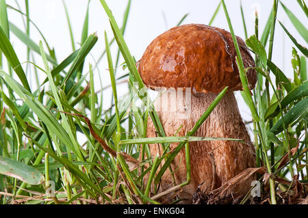 Il CEPS. Fungo bianco nell'erba verde su sfondo bianco Foto Stock