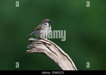 Tree sparrow, passeri, Feldspatz, Feld-Spatz, Feldsperling, Feld-Sperling, Spatz, Spatzen, Sperling, Passer montanus Foto Stock