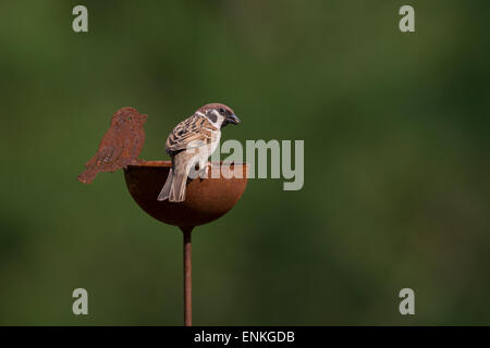 Tree sparrow, passeri, Feldspatz, Feld-Spatz, Feldsperling, Feld-Sperling, Spatz, Spatzen, Sperling, Passer montanus Foto Stock