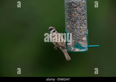 Tree sparrow, passeri, Feldspatz, Feld-Spatz, Feldsperling, Feld-Sperling, Spatz, Spatzen, Sperling, Passer montanus Foto Stock