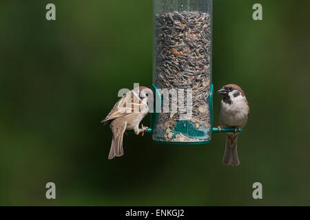 Tree sparrow, passeri, Feldspatz, Feld-Spatz, Feldsperling, Feld-Sperling, Spatz, Spatzen, Sperling, Passer montanus Foto Stock