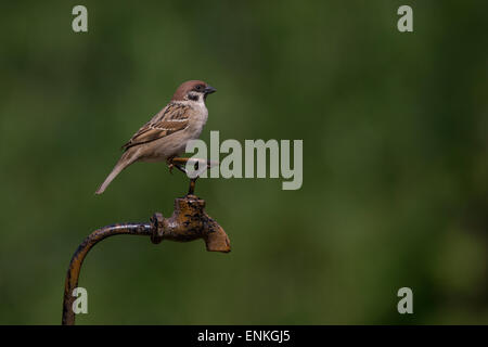 Tree sparrow, passeri, Feldspatz, Feld-Spatz, Feldsperling, Feld-Sperling, Spatz, Spatzen, Sperling, Passer montanus Foto Stock