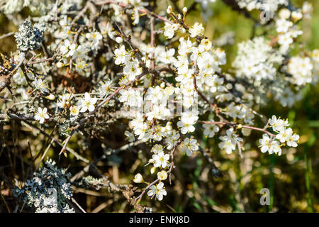 Prugnolo o sloe (Prunus spinosa) in piena fioritura in primavera. Delicato bianco fiori in abbondanza. Foto Stock