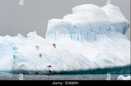 I pinguini di Gentoo (Pygoscelis papua) saltare in acqua da iceberg de Cuverville Island Penisola Antartica Antartide Foto Stock