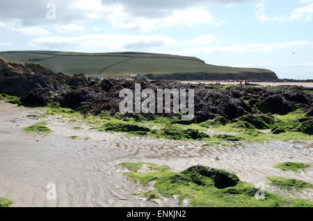 Rocce e alghe marine su Bantham Beach in South Devon Foto Stock