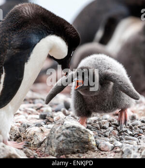 Adelie penguin chick (Pygoscelis adeliae) squawking al suo genitore Brown Bluff Penisola Antartica Antartide Foto Stock