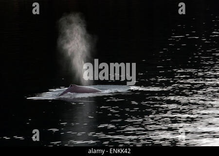 Le Balene con la gobba di soffiatura e immersioni subacquee in stretto ghiacciate. Parco Nazionale di Glacier Bay adn preservare. Chichagof Island. Juneau. Al sud-est Foto Stock