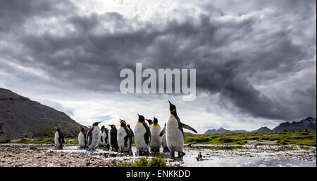 La colonia dei pinguini re (Aptenodytes patagonicus) Stromness Georgia del Sud Foto Stock