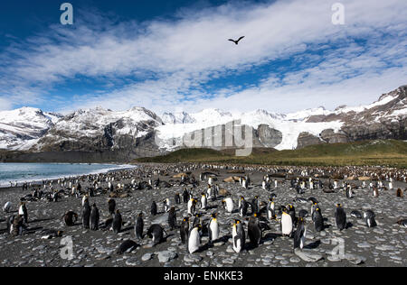 La colonia dei pinguini re (Aptenodytes patagonicus) Porto d'oro della Georgia del Sud Foto Stock