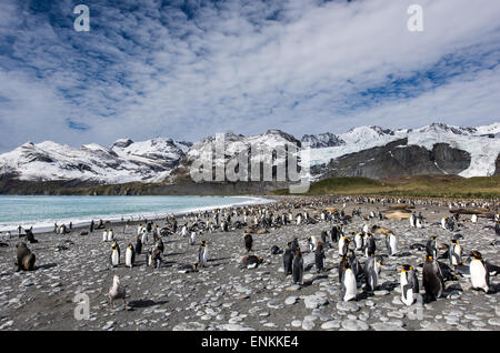 Il gigante del sud petrel (Macronectes giganteus) attraversando a piedi una colonia di pinguini re (Aptenodytes patagonicus) oro porto così Foto Stock
