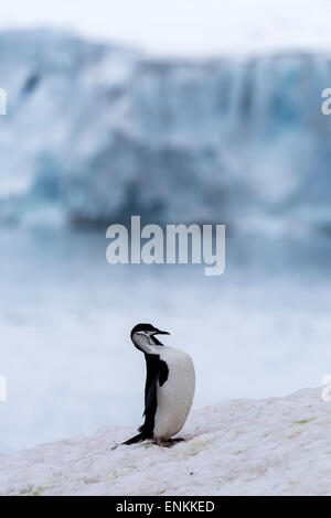 Pinguini Chinstrap (Pygoscelis Antartide) toelettatura Half Moon Island Penisola Antartica Antartide Foto Stock