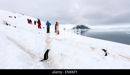 I turisti in una colonia di pinguini di Gentoo (Pygoscelis papua) Neko Harbour Penisola Antartica Antartide Foto Stock