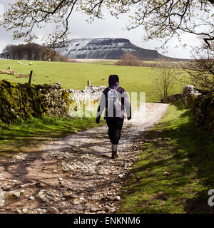 Pen-y-Ghent, una sfida di controventamento in un freddo giorno di primavera, Horton in Ribblesdale, Yorkshire Dales National Park, England, Regno Unito Foto Stock