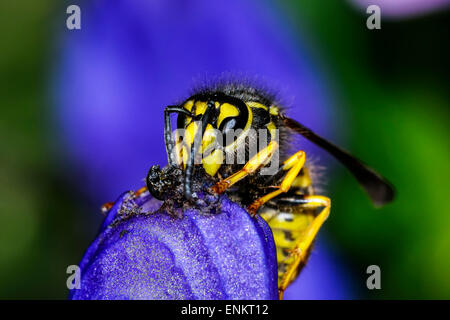 Il tedesco wasp, vespula germanica Foto Stock