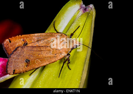 Grande giallo underwing, noctua pronuba Foto Stock