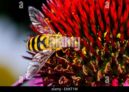 Syrphus torvus Foto Stock