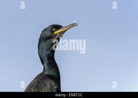 Marangone dal ciuffo, phalacrocorax aristotelis Foto Stock