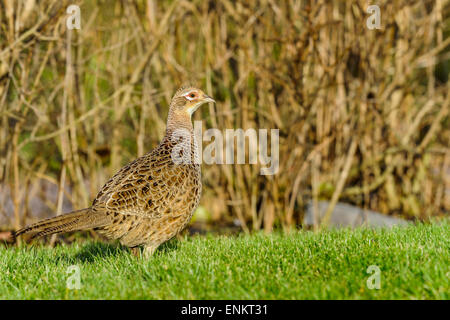 Comune, fagiano Phasianus colchicus Foto Stock