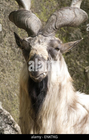 Markhor poggiante su una roccia Foto Stock