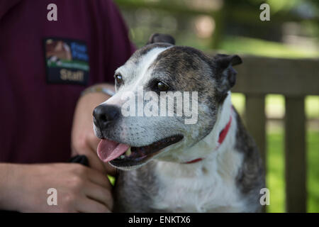 Staffordshire Bull Terrier Marvin è stato salvato da eutanasia da puledro Farm Animal rescue center Foto Stock