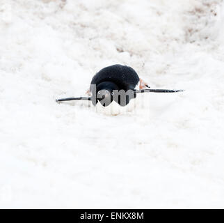 Adelie penguin (Pygoscelis adeliae) toboga Brown Bluff Penisola Antartica Antartide Foto Stock