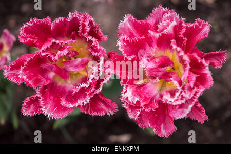 Due tulipani rossi con bordi dentati di petali Foto Stock