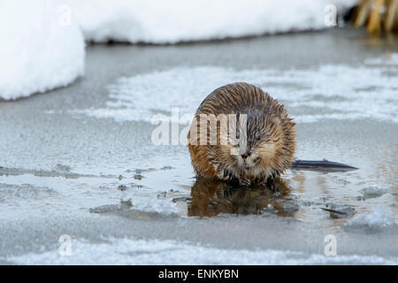 Topo muschiato rovistando nel witner, Western Montana Foto Stock