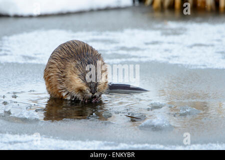 Comune di topo muschiato (Ondatra zibethicus), Western Montana Foto Stock