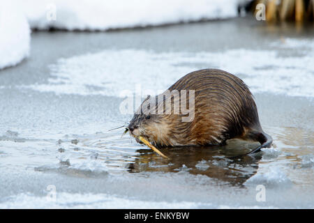 Comune di topo muschiato (Ondatra zibethicus), Western Montana Foto Stock