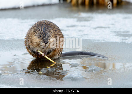 Comune di topo muschiato (Ondatra zibethicus), Western Montana Foto Stock