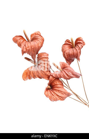 Essiccato Anthurium fiori su sfondo bianco Foto Stock