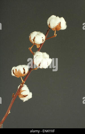 Arbusto di cotone su sfondo grigio scuro Foto Stock