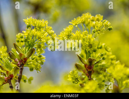 Piccolo-lasciava tiglio (Tilia cordata), fiori Foto Stock