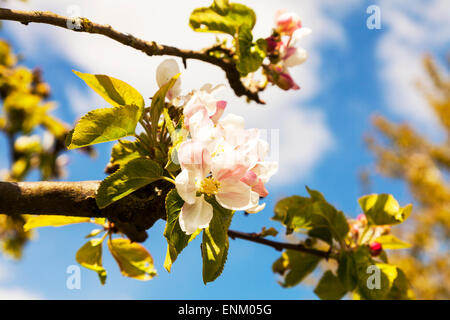 Apple Blossom tree (malus domestica) fiori fioritura contro il cielo blu primavera tempo REGNO UNITO Inghilterra alberi Foto Stock