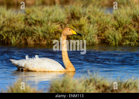 Whooper swan a hornborgasjön Foto Stock